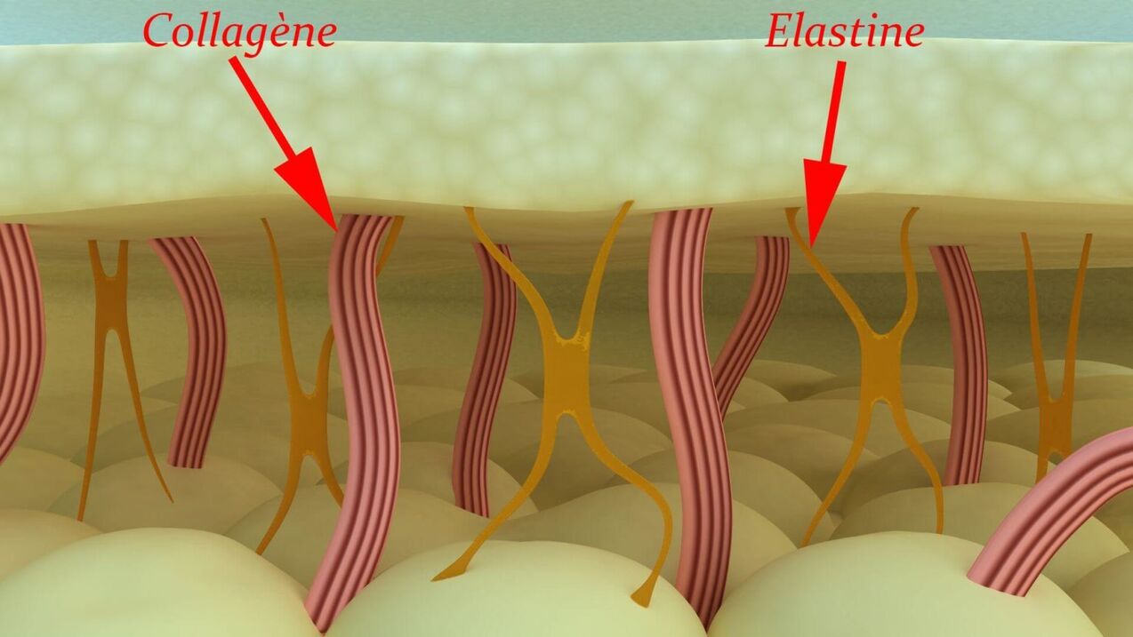 Collagen at elastin - mga istrukturang protina ng balat